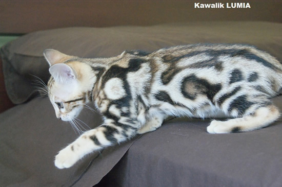 chat bengal marbre